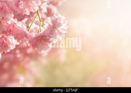 Morbido fuoco di rosa bella sakura su uno sfondo di primavera dolce sole mattina all'aperto. Foto estate orizzontale della natura con fiori. Immagine romantica da sogno. Spazio di copia per il testo. Foto Stock