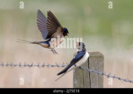 Barn Swallow (Hirundo rustica) coppia in disputa Cley Marshes Norfolk GB UK maggio 2022 Foto Stock