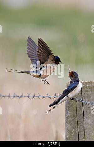 Barn Swallow (Hirundo rustica) coppia in disputa Cley Marshes Norfolk GB UK maggio 2022 Foto Stock