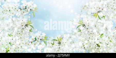 Sfondo primaverile con fiori bianchi e sunbeamson blu cielo sfondo. Rami di macrofono e ape in fiore con fuoco morbido sul backgrou blu Foto Stock