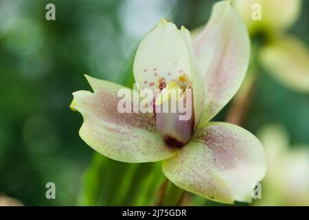 Primo piano dell'Angulocaste Giove g Sunset Orchid Foto Stock