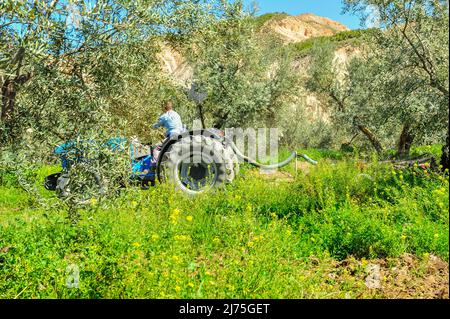 Trattore che esegue attività di dissodamento nell'oliveto - erpici a disco Foto Stock