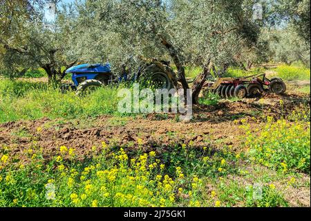 Trattore che esegue attività di dissodamento nell'oliveto - erpici a disco Foto Stock