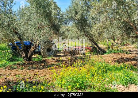 Trattore che esegue attività di dissodamento nell'oliveto - erpici a disco Foto Stock