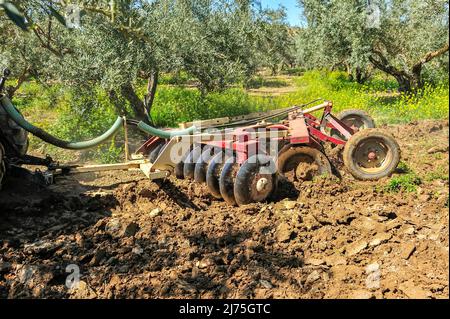 Trattore che esegue attività di dissodamento nell'oliveto - erpici a disco Foto Stock