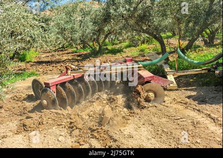 Trattore che esegue attività di dissodamento nell'oliveto - erpici a disco Foto Stock