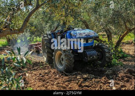 Trattore che esegue attività di dissodamento nell'oliveto - erpici a disco Foto Stock