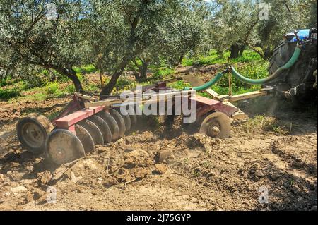 Trattore che esegue attività di dissodamento nell'oliveto - erpici a disco Foto Stock