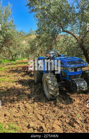 Trattore che esegue attività di dissodamento nell'oliveto - erpici a disco Foto Stock