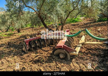 Trattore che esegue attività di dissodamento nell'oliveto - erpici a disco Foto Stock