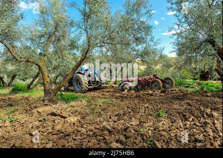 Trattore che esegue attività di dissodamento nell'oliveto - erpici a disco Foto Stock