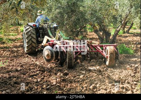 Trattore che esegue attività di dissodamento nell'oliveto - erpici a disco Foto Stock