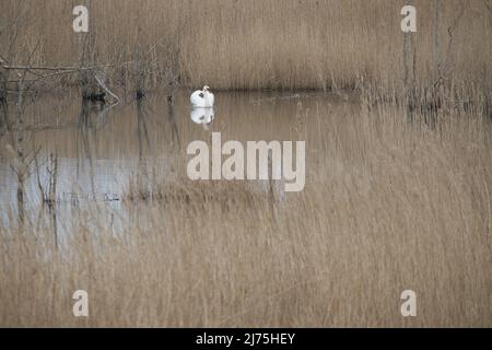 swan nel parco naturale darss. tempo di accoppiamento degli uccelli. cigni muti con piumaggio bianco. foto degli animali nella natura Foto Stock