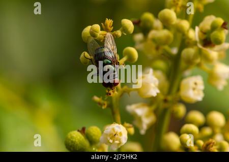 Una mosca sul fiore longan di Dimocarpus, fuoco selezionato Foto Stock