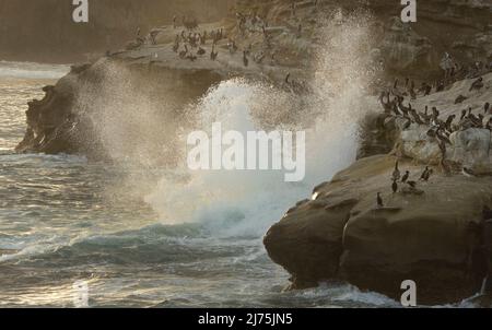 Il surf pesante si schianta nelle rocce con gli uccelli marini Foto Stock