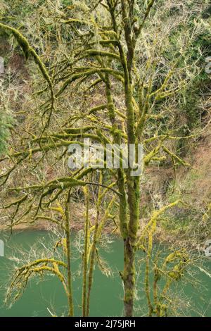 Foresta di Mossy, costa, Oregon Foto Stock