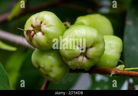 Frutti di mele d'acqua giovani (Syzygium acqueum) sul suo albero, noti come mele di rosa o mele di rosa acquose Foto Stock