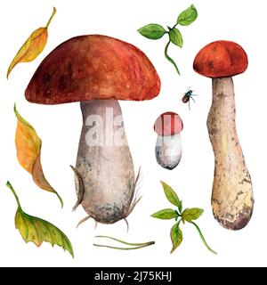 Illustrazione dell'acquerello, set di immagini della clip dell'acquerello. Funghi commestibili della foresta. Foto Stock