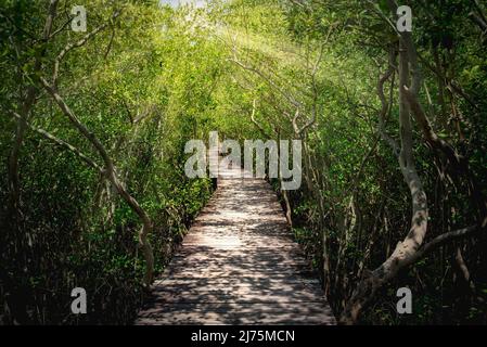 Ponte di legno nella foresta di mangrovie di giorno Foto Stock