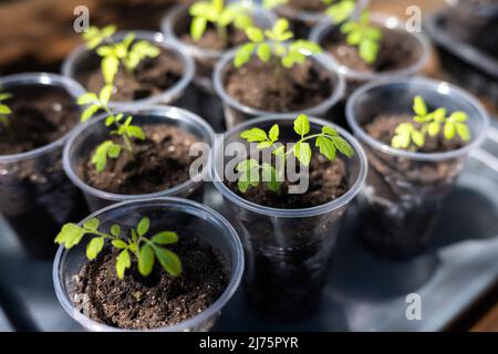 Piccoli giovani pianta in vetro di plastica su un davanzale. Concetto di gardering fatto in casa Foto Stock