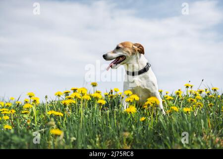 Jack Russel Terrier su prato giallo fiori. Buon cane con sguardo serio Foto Stock