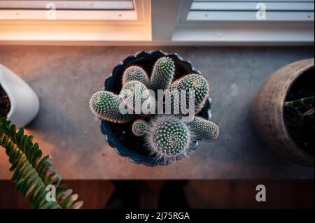 Flower pot con vista dall'alto in cactus sulla davanzale in marmo con persona in piedi davanti Foto Stock
