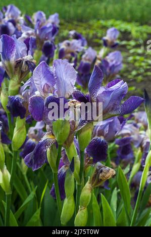 iris, primo piano di fiori viola, varietà di primavera e inizio estate Foto Stock