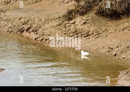 Morston Quay, Norfolk, Regno Unito - 18 Aprile 2021: Affacciato sulle fangose piane, norfolk Foto Stock