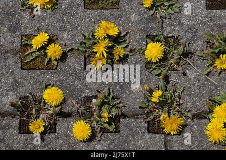 Dente di leone che cresce tra le asfaltatrici in erba di cemento su un parcheggio Foto Stock