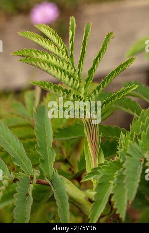 Molto da vicino giovani foglie di Melianthus maggiore che mostrano carattere naturale, modello e struttura Foto Stock