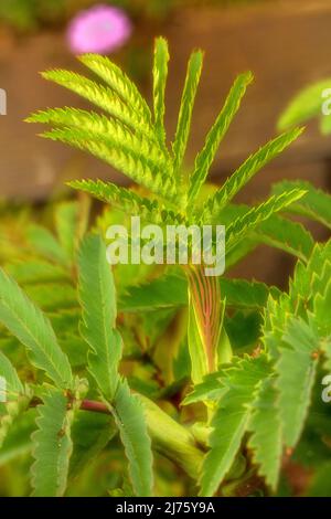 Molto da vicino giovani foglie di Melianthus maggiore che mostrano carattere naturale, modello e struttura Foto Stock