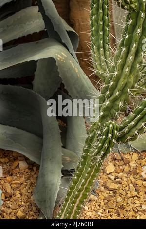 Prickly Stetsonia Coryne (cactus dentifricio) al chiuso, ritratto naturale della pianta Foto Stock