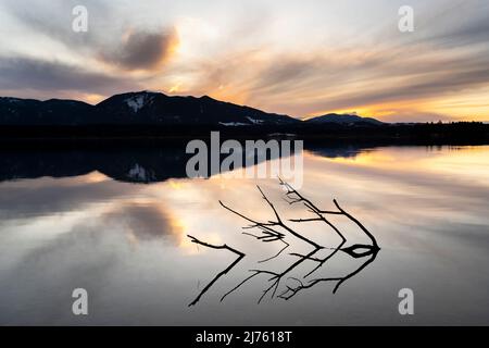 Un grande ramo sulla riva dello Staffelsee durante il tramonto con riflessione, sullo sfondo le Alpi Foto Stock