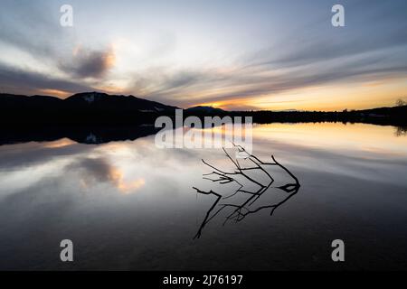 Un grande ramo sulla riva dello Staffelsee durante il tramonto con riflessione, sullo sfondo le Alpi Foto Stock