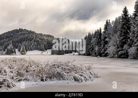 Canne sulla riva del ghiacciato Geroldsee / Wagenbrüchsee nelle Alpi bavaresi. Sullo sfondo foresta nevosa e nuvole. Foto Stock