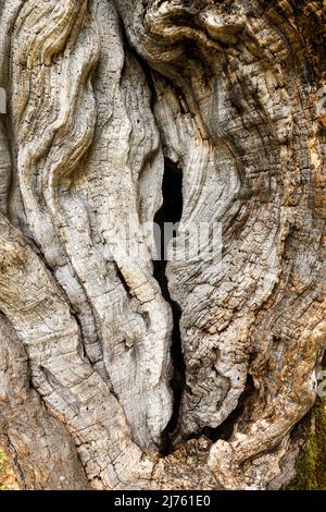 Tronco di un albero di acero molto vecchio nelle montagne del Karwendel Foto Stock