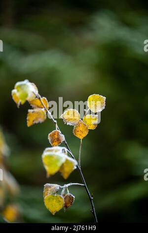 Foglie di una giovane betulla in autunno con hoarfrost Foto Stock