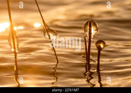 Ghiacciate su steli di canna contro la luce del sole che tramonta al lago Walchensee Foto Stock