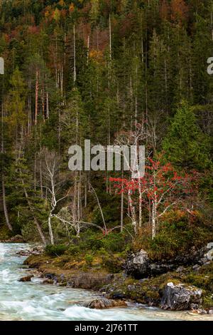 Bacche di cenere di montagna di rowan rosso brillante sulle rive dell'Isar, vicino alla fonte dell'Isar nella parte superiore raggiunge, nel mezzo del Karwendel. Foto Stock