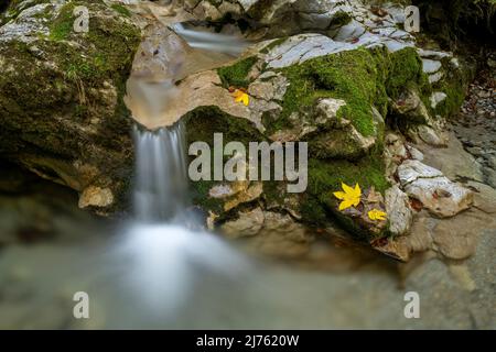 Piccola cascata a Kesselberg vicino a Kochel con foglie colorate autunnali e muschio verde Foto Stock