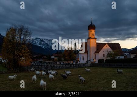 La chiesa di Wallgau sul Karwendel alla luce della sera con le pecore e sullo sfondo le montagne Foto Stock