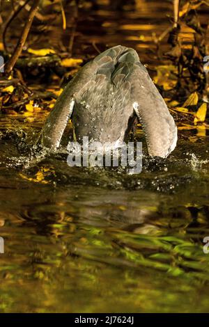 Un airone grigio nel momento di stabbing dopo la preda, un piccolo pesce, la testa è sotto l'acqua e con le ali l'equilibrio è equilibrato Foto Stock