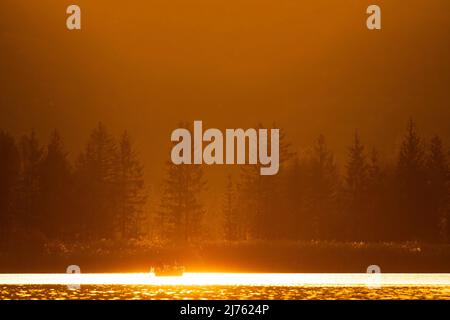 Il pescatore di Kochelsee nel tramonto d'oro mentre stendere le reti Foto Stock