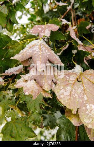 Fogliame di acero con neve fresca e ritorto. Foto Stock