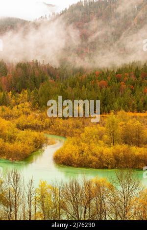 Nel delta del fiume dell'Isar cespugli di salice giallo brillante ad acqua alta leggera all'entrata al serbatoio di Sylvenstein in pioggia leggera. Sullo sfondo le montagne si innalzano con nuvole e nebbia. Foto Stock
