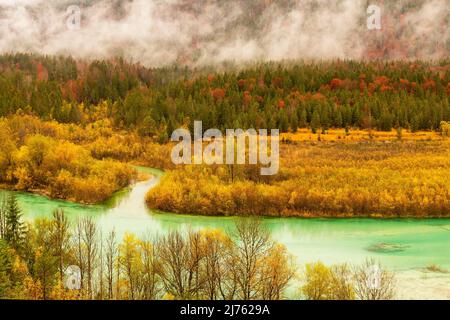 Nel delta del fiume dell'Isar cespugli di salice giallo brillante ad acqua alta leggera all'entrata al serbatoio di Sylvenstein in pioggia leggera. Sullo sfondo le montagne si innalzano con nuvole e nebbia. Foto Stock