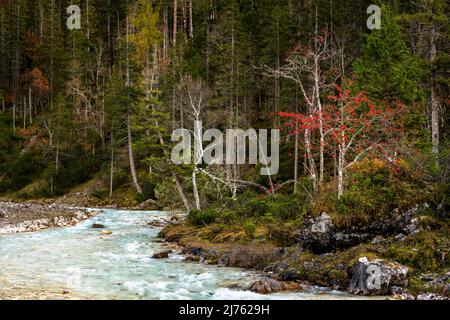 Bacche di cenere di montagna di rowan rosso brillante sulle rive dell'Isar, vicino alla fonte dell'Isar nella parte superiore raggiunge, nel mezzo del Karwendel. Foto Stock