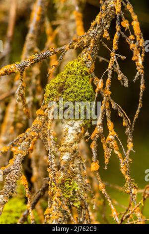 Un piccolo ramo di abete rosso ricoperto in autunno di lichene arancione e muschio verde. Foto Stock