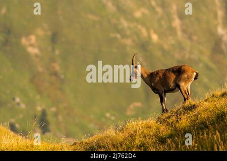 Un unico stambecco femminile in piedi in un prato di montagna a Karwendel nella calda luce del mattino di una tarda giornata estiva Foto Stock