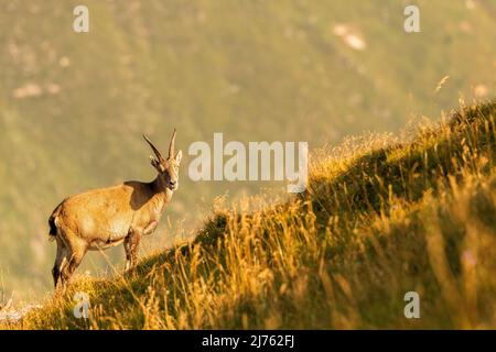 Uno stambecco femminile si sciolto, cioè, gocciola nella calda luce del mattino di una tarda giornata estiva nel Karwendel, le Alpi. Foto Stock